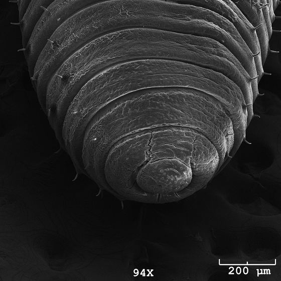 Photo of earthworm head (Eisenia hortensis) taken with a scanning electron microscope