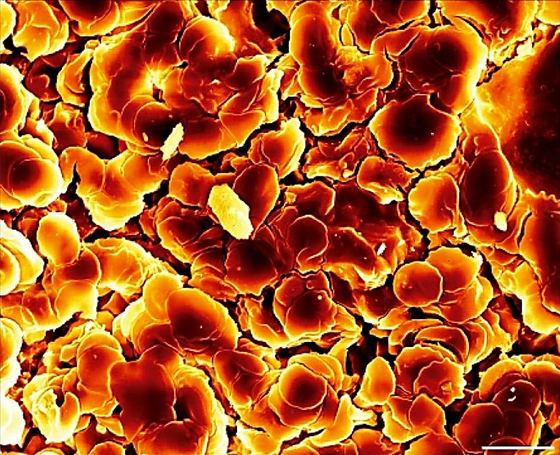 Policarp Hortolà. Coloured SEM image of an author's bloodstain