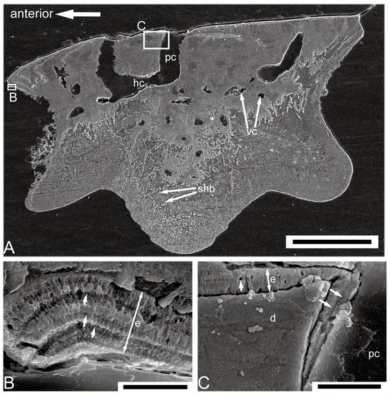 Psarolepis romeri ground section SEM picture