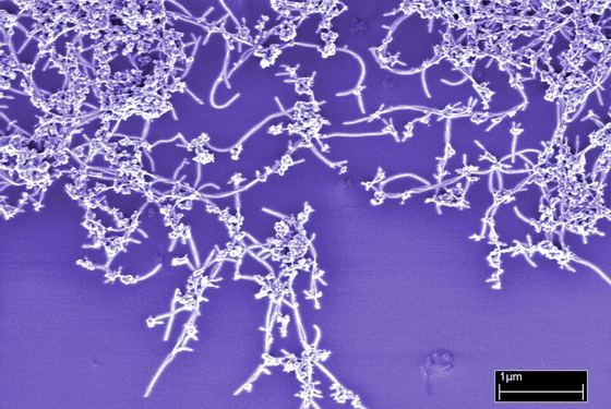 Carbon Nanotube Purity (5887835290)