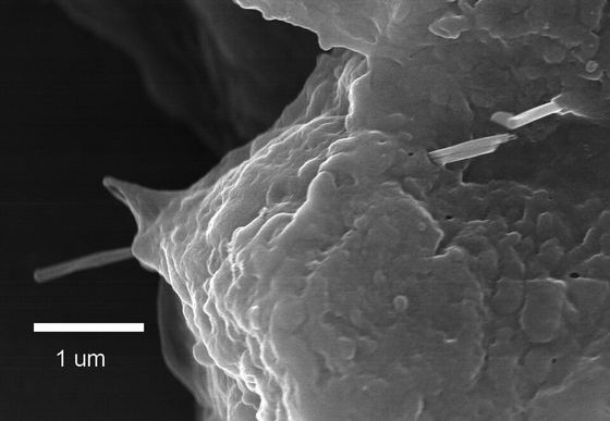 Carbon nanotubes penetrating lung cell