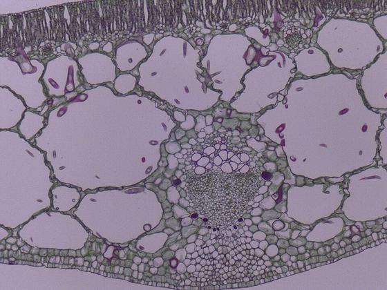 Hydrophytic leaf micrograph