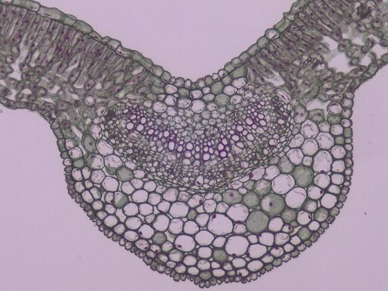 Mesophytic leaf micrograph