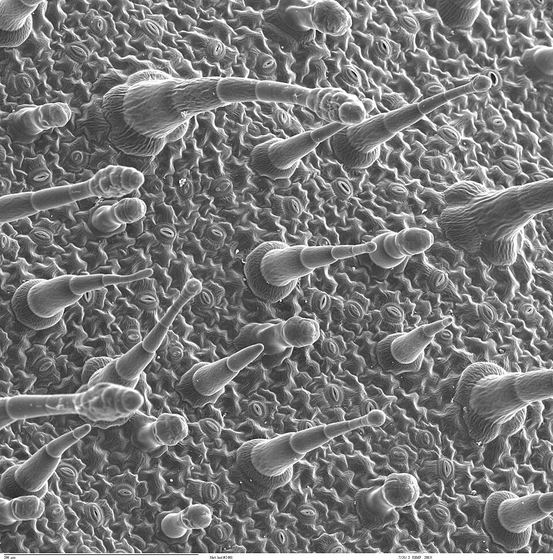Leaf epidermis