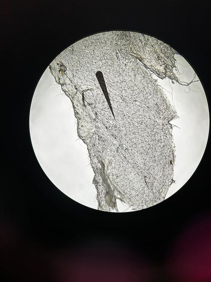 Microscope image of Urtica Dioica leaf