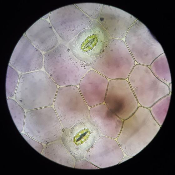Stomata of Tradescantia spathacea leaves