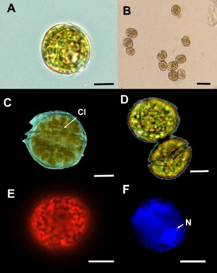 Oceanides.v37i1-2.276-Fig2