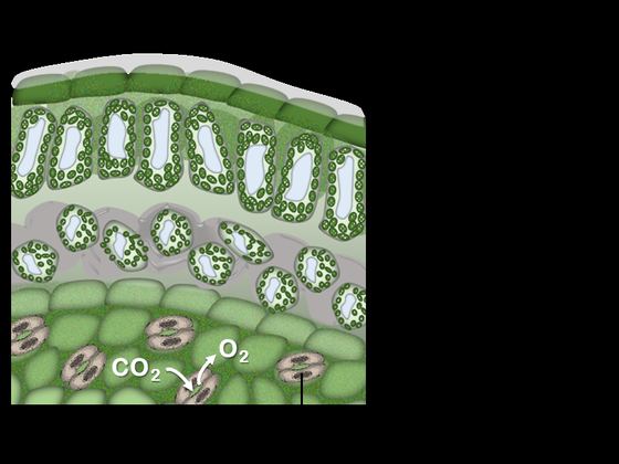 Cross section of leaf