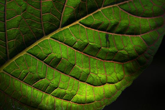 Fittonia gigantea leaf veins macro