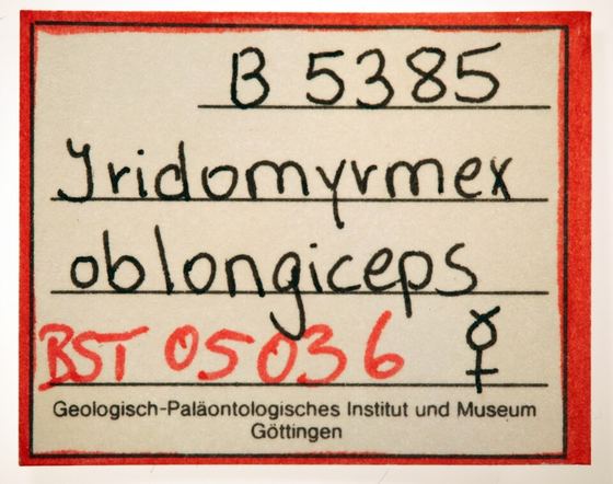 Ctenobethylus oblongiceps GZG-BST05036 label 1