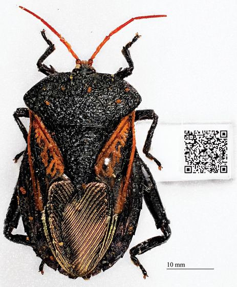 Museum specimen with QR Code containing label data - ZooKeys-209-147-g006