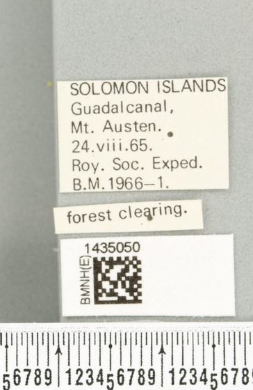 Specimen label for Bactrocera varipes Guadalcanal 1965